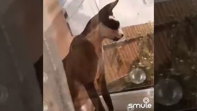 Песенка про черного кота смотреть онлайн