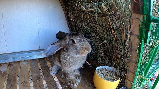 Какого веса достигают кролики фландр. Самая крупная порода в мире.