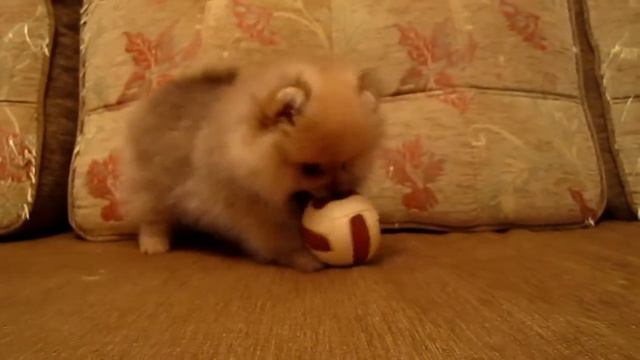 ЖАН - щенок померанского шпица. "Секреты Виктории" смотреть онлайн