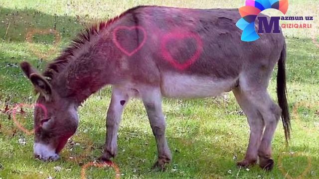 ЭШАКА УЙЛАНГАН ЙИГИТ смотреть онлайн