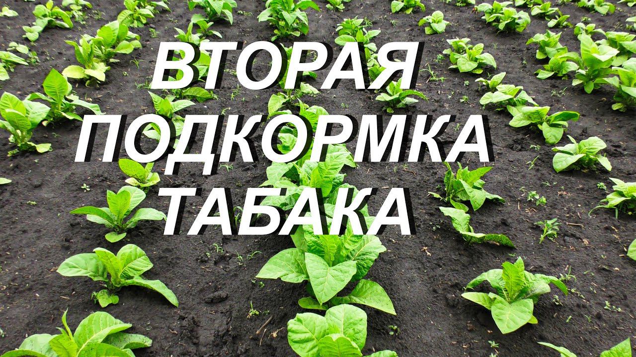 ВТОРАЯ ПОДКОРМКА ТАБАКА ( 15.06.22. ) смотреть онлайн