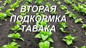 ВТОРАЯ ПОДКОРМКА ТАБАКА ( 15.06.22. )