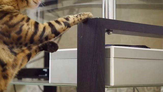 5 Уроков по Фотосъемке Кота от Симбы смотреть онлайн