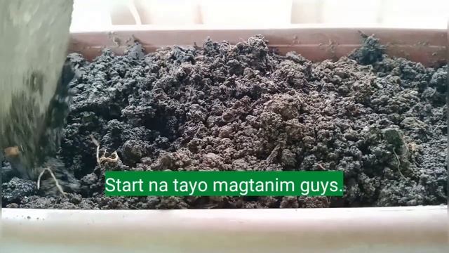 SNAKE PLANT - DWARF LAURENTII SNAKE PLANT (Sansevieria) REPOTTING AND PROPAGATION смотреть онлайн