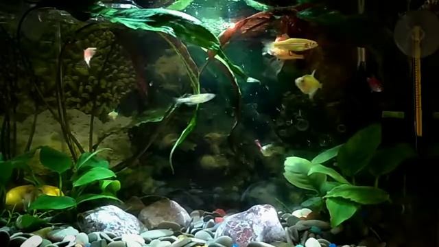 Маленькая мечта... Аквариум с разноцветными рыбками: Тернеции и Данио. смотреть онлайн
