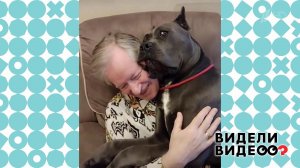 Кане-корсо предпочитает обниматься. Видели видео? Фрагмент выпуска от 03.05.2020