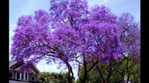 Посадка первого в жизни дерева (Павловнии). Пчеловодство с шести лет. Мы сажаем медоносы (англ.)