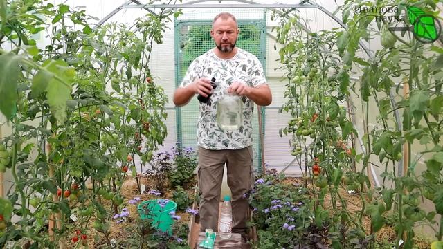 СОБРАЛИ ЗЕЛЕНЫЕ ТОМАТЫ и что дальше? Обработайте их таким способом и они быстро созреют без гнили. смотреть онлайн