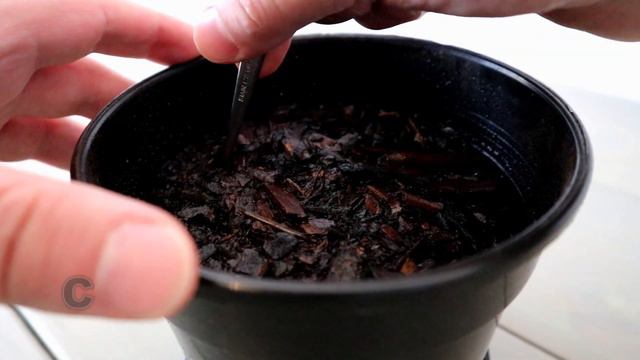 How to plant germinated clivia seeds смотреть онлайн