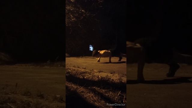 Отжимания на кулаках. Обзор вариантов. смотреть онлайн