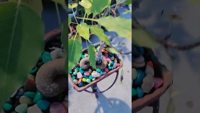Growing Bonsai of ficus/Banyan plant3@Ashim-vg2mh  .(1) смотреть онлайн
