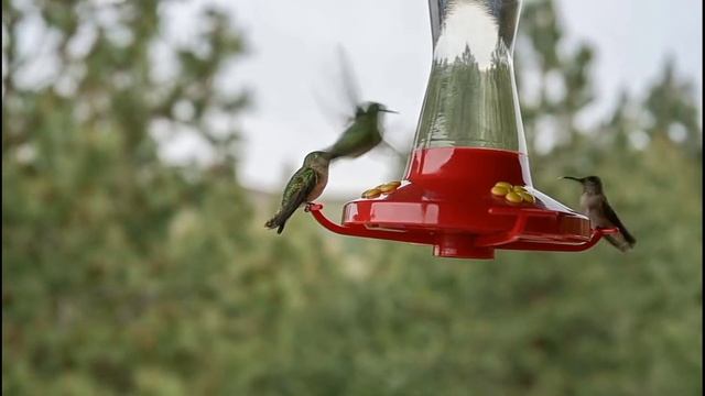 животные Северной Америки