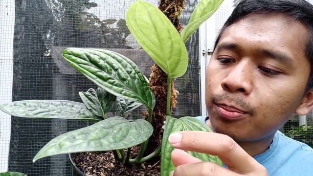 Monstera sp Peru, alias Monstera Karstenianum, alias Sirih Badak смотреть онлайн
