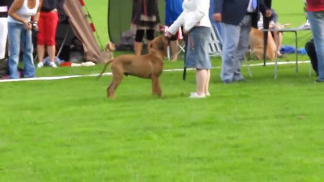 Ardhub Xander at Finnish Bullmastiff & Mastiff Speciality show 2012 part 2 смотреть онлайн
