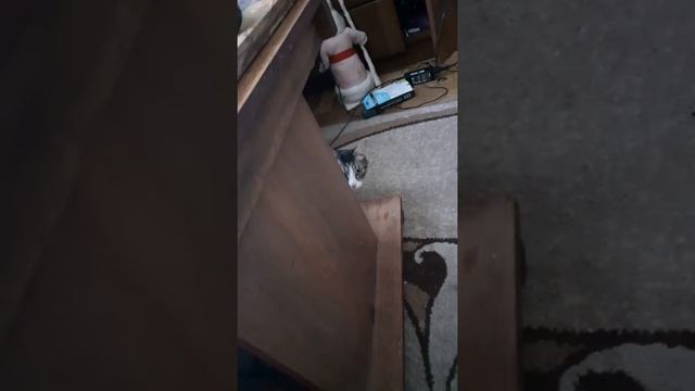 Как бесить кота