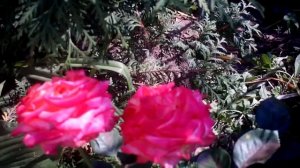 Чайно гибридная роза Дабл Делайт(Двойное Удовольствие),(Double Delight) ANDeli.