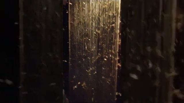 Нашествие луговых мотыльков. смотреть онлайн