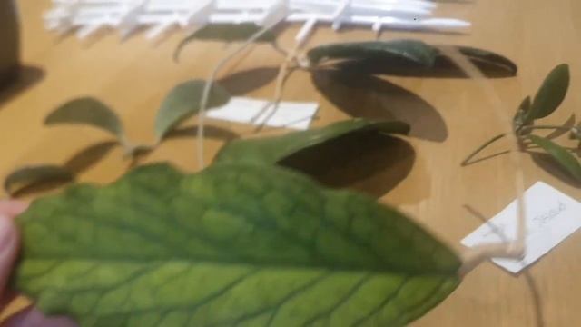 EVERY DAY A DIFFERENT HOYA:HOYA OPTIMISTIC AND HOYA HAUL,ENJOY????☘??