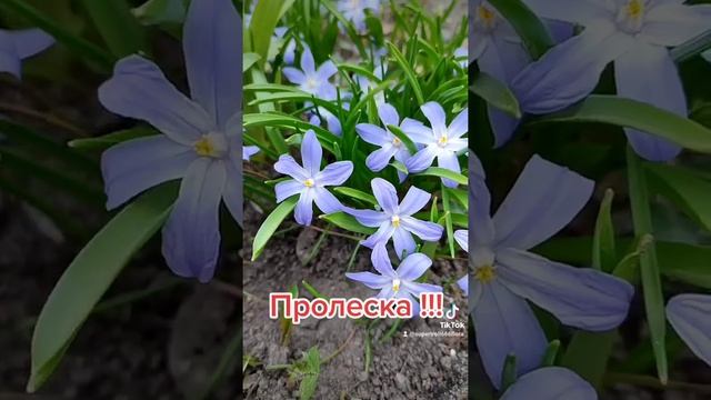 Пролеска цветет весной в Киеве. #пролеска #пролескадвулистная #природа #флора #цветы #весна #киев смотреть онлайн