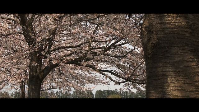 2020年　那須の桜　（SONY FDR-AX1） смотреть онлайн