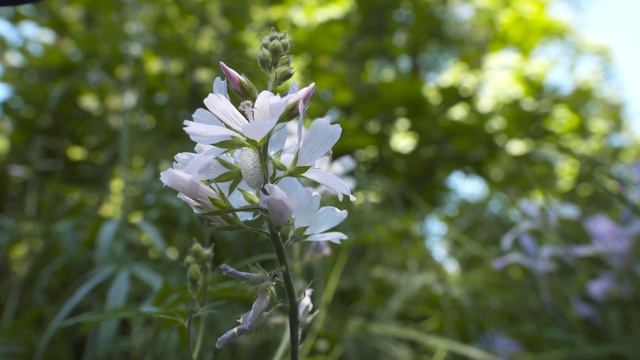Grant's Getaways: Oregon's Gorgeous Gardens смотреть онлайн