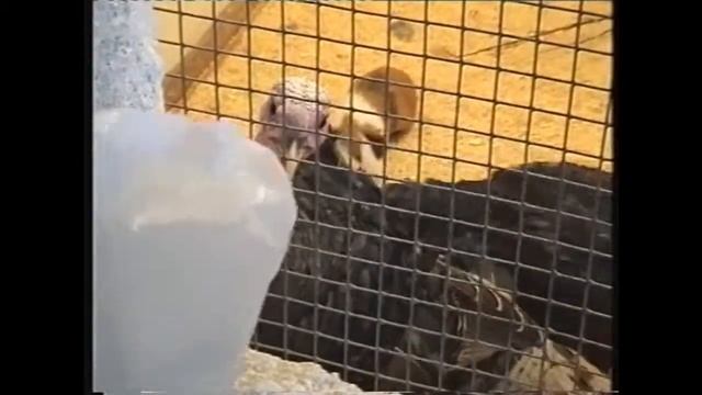 Индюки, попугайчики, сова неясыть и сокол пустельга смотреть онлайн