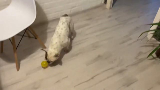 Французский бульдог залез в коробку