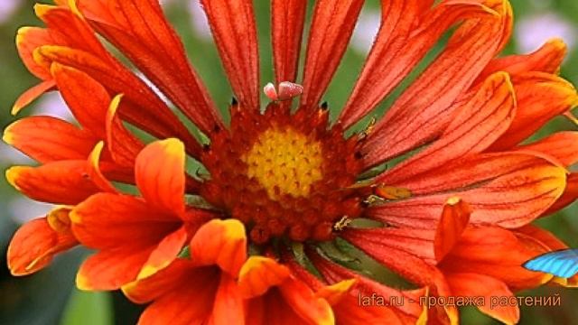 Гайлардия гибридная Френзи (gaillardia hybrida frenzi) ? обзор: как сажать, саженцы гайлардии Френз смотреть онлайн