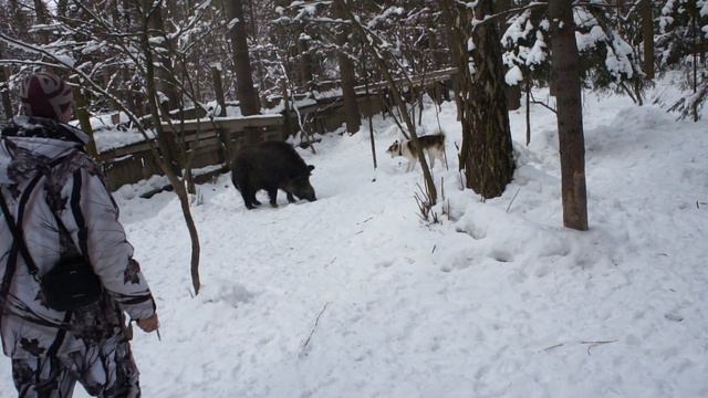 притравка на кабана смотреть онлайн