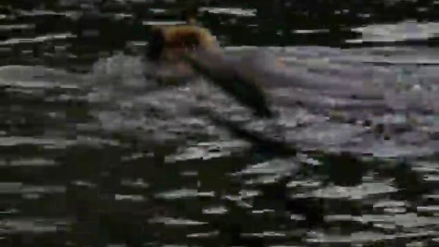 Медведь рыболов смотреть онлайн