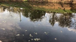 Кормушки для рыбы и раков своими руками в пруду на дачном участке (на даче). Разведение рыбы и рако