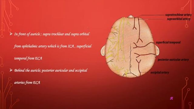 Scalp blood supply and lymphatic drainage смотреть онлайн