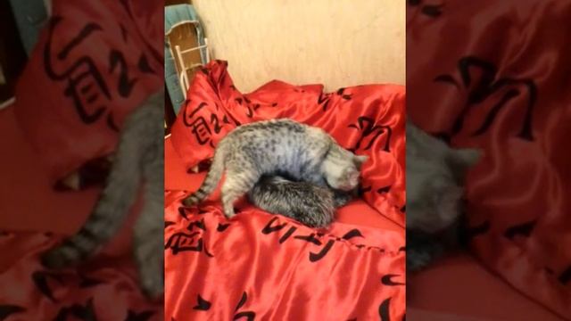 Кошка лижет воротник смотреть онлайн