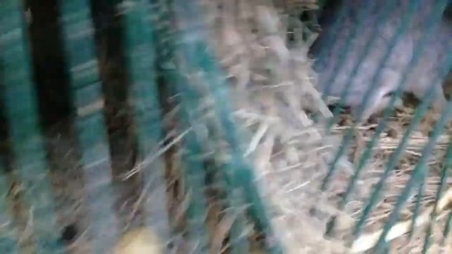 Мои крольчихи родили! Обзор клетки и кормление кормящих кроликов. смотреть онлайн