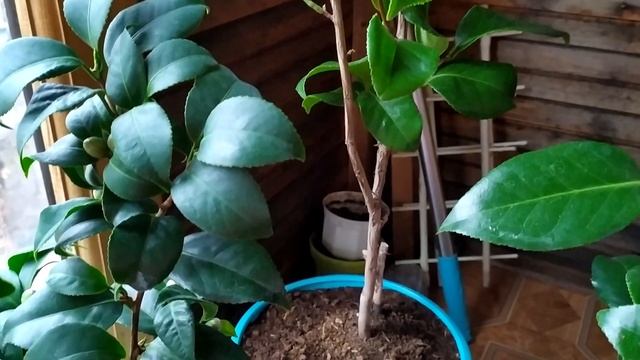 МОИ КАМЕЛИИ смотреть онлайн