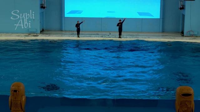 Beluga Whale Show At Yokohama Hakkeijima Sea Paradise 【4K】 смотреть онлайн