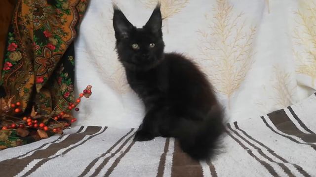 Кошечка мейн-кун чёрный дым от полидакта смотреть онлайн