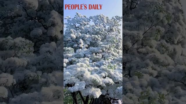 Chionanthus retusus trees put forth their blossoms in Jining, east China's Shandong province смотреть онлайн