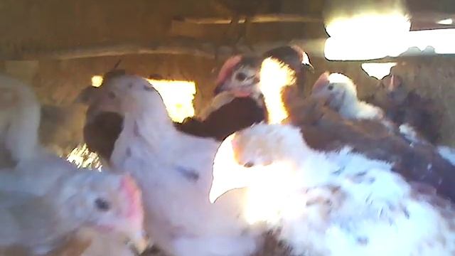 Курятник своими руками смотреть онлайн