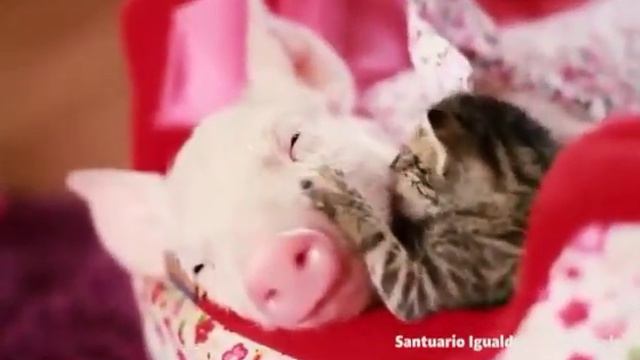 Кот и свинья смотреть онлайн