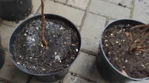 Как начать формировать куст МЕТЕЛЬЧАТОЙ ГОРТЕНЗИИ 🌿🌿🌿