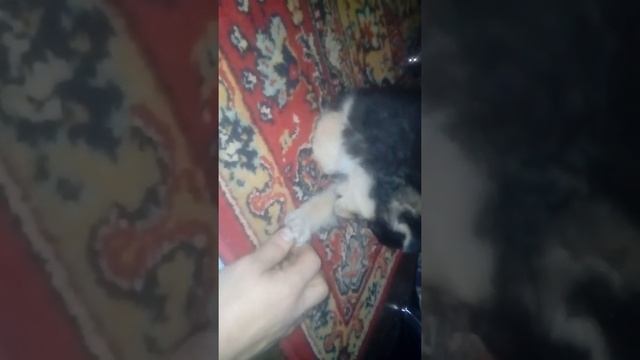 Аляскинский маламут смотреть онлайн