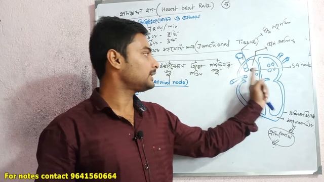 AV Node , SA Node, Bundle of his in Bengali /Junctional tissue of Heart in Bengali || Pacemake смотреть онлайн