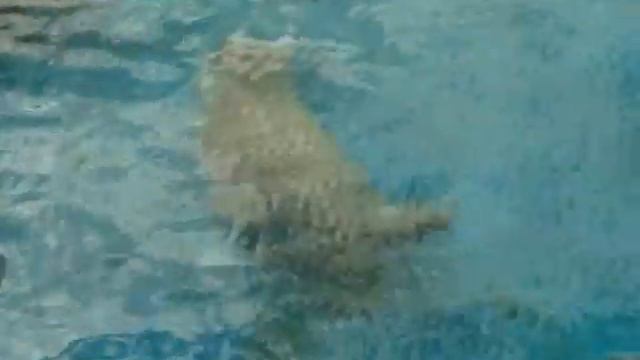 Московский зоопарк. Морские слоны. смотреть онлайн