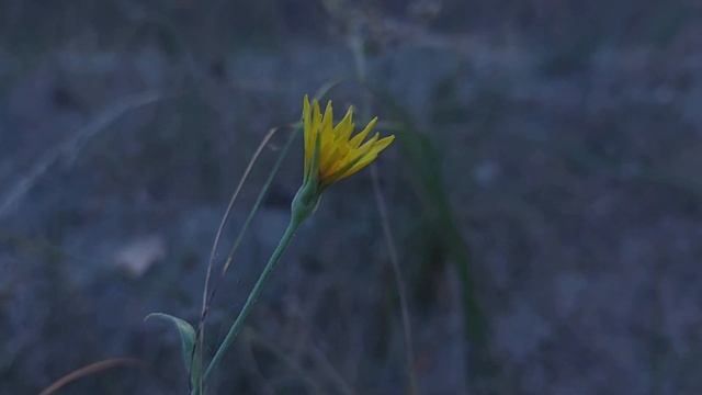 CINEMATIC 4K/ The Forest/ Таинственный лес ??