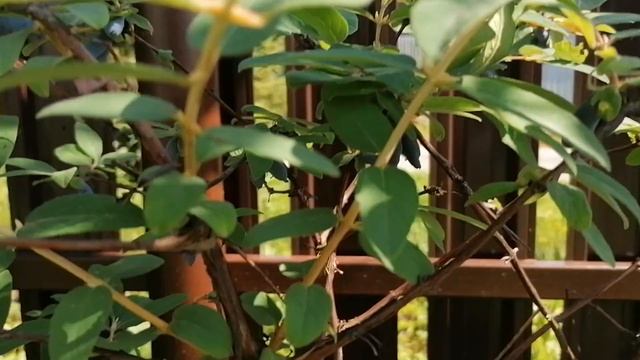 Жимолость ягодная сортов Ленинградский великан, Ленита, Морена и Герда. июнь 2022 смотреть онлайн
