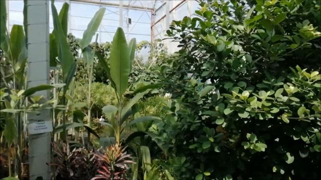 Ботанический сад в городе Кемерово. Островок тропиков в Сибири. ????