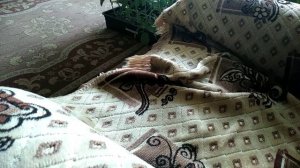 Как спаривать бабочек махаонов в домашних условиях.