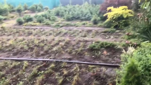 Частный дендрарий