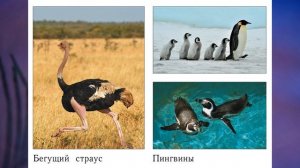 "Жизнь птиц", Окружающий мир 1 класс ч.2, с.9-12, Школа XXI век.